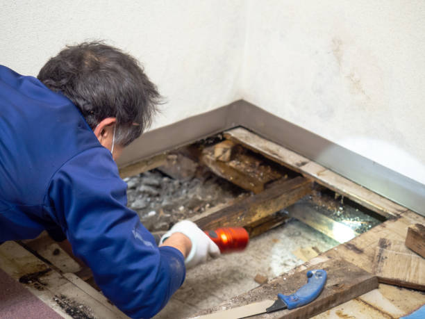 Best Crawl Space Mold Remediation in Rowland Heights, CA