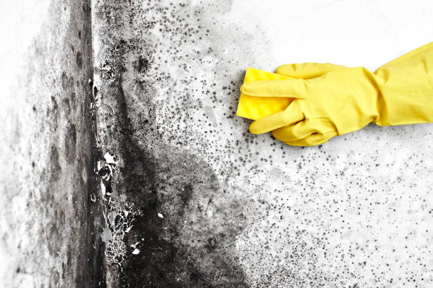 Best Attic Mold Remediation in Rowland Heights, CA