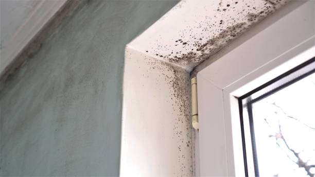 Best Black Mold Remediation in Rowland Heights, CA