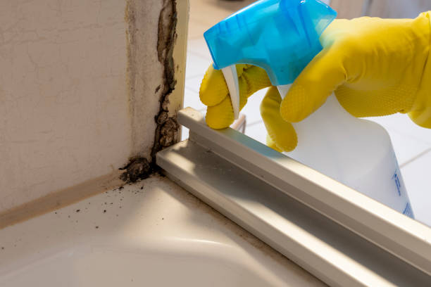 Best Post-Flood Mold Remediation in Rowland Heights, CA