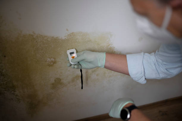 Best Emergency Mold Remediation in Rowland Heights, CA