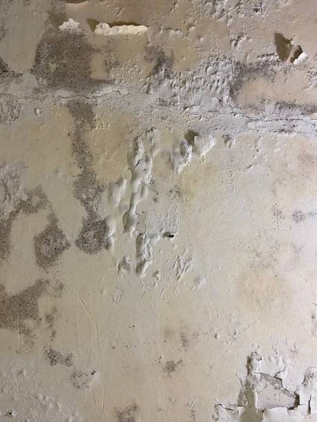 Best Insurance-Related Mold Remediation in Rowland Heights, CA