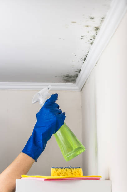 Best Black Mold Remediation in Rowland Heights, CA